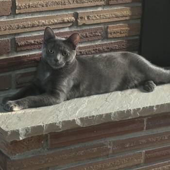 Rescue Domestic Short Hair Cats for Adoption in Springfield, Oregon - Jazz | PetCurious