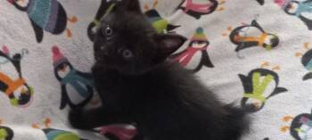 AGATE -  Domestic Short Hair Cat for Adoption in Pueblo, Colorado - AGATE | PetCurious