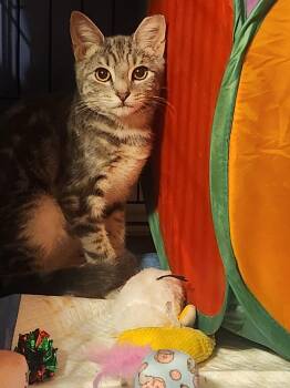 Rescue Domestic Short Hair Cats for Adoption in Holmdel, New Jersey - Koda | PetCurious