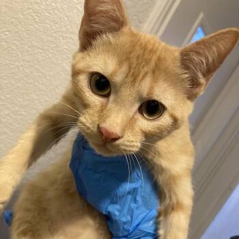 Porkchop -  Domestic Short Hair Cat for Adoption in Midland, Texas - Porkchop | PetCurious