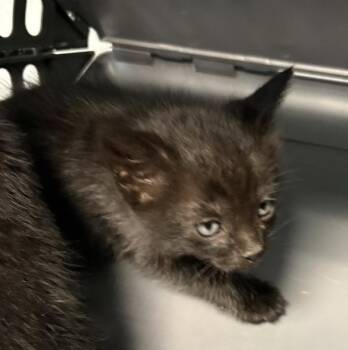Domestic Short Hair Cats Available for Adoption in Lawrenceville, Georgia - Kd6 Pinky | PetCurious