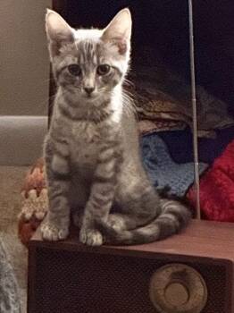 Ozzy -  Domestic Short Hair Cat for Adoption in Wheaton, Illinois - Ozzy | PetCurious
