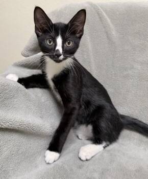 Matt -  Domestic Short Hair Cat Available for Adoption in Gary, Indiana - Matt | PetCurious