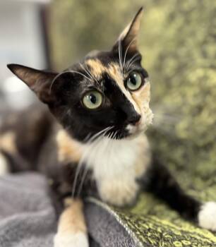 Olivia Butler -  Tortoiseshell Cat for Adoption in Chandler, Arizona - Olivia Butler | PetCurious