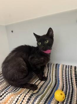 GNAT -  Domestic Short Hair Cat for Adoption in Peoria, Illinois - GNAT | PetCurious