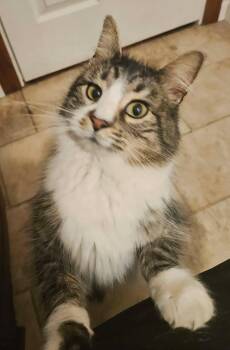 Domestic Long Hair Cats Available for Adoption - Valentina  | PetCurious
