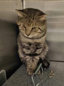 Waylon -  Domestic Short Hair Cat for Adoption in Fallston, Maryland - Waylon | PetCurious