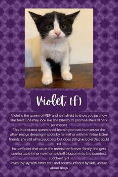 Rescue Domestic Short Hair Cats for Adoption in Brigham City, Utah - Violet | PetCurious