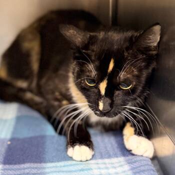 Jellybean -  Domestic Short Hair Cat for Adoption in Columbus, Georgia - Jellybean | PetCurious