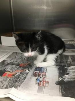 BREE -  Domestic Short Hair Cat for Adoption in Dallas, Texas - BREE | PetCurious