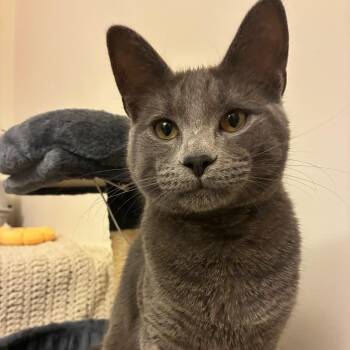 Domestic Short Hair Cats Available for Adoption - Benedict Aka Benny  | PetCurious