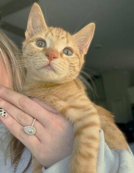 Phoenix -  Tabby and Domestic Short Hair Cat Available for Adoption in Fort Myers, Florida - Phoenix | PetCurious