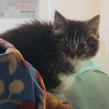 Winx -  Domestic Medium Hair Cat for Adoption in Evansville, Indiana - Winx | PetCurious