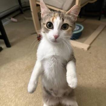 Lily -  Domestic Short Hair Cat for Adoption in Philadelphia, Pennsylvania - Lily | PetCurious