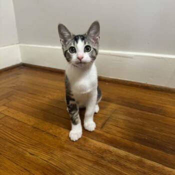 Zaxby -  Tabby and Domestic Short Hair Cat for Adoption in Tulsa, Oklahoma - Zaxby | PetCurious