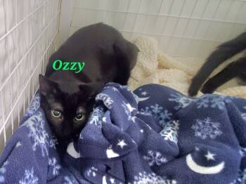 Rescue Domestic Short Hair Cats for Adoption in Diamond Springs, California - Ozzy | PetCurious