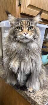 Sara -  Maine Coon Cat for Adoption in Dover, Arkansas - Sara | PetCurious