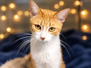Mina -  Domestic Short Hair Cat for Adoption in Sebastian, Florida - Mina | PetCurious