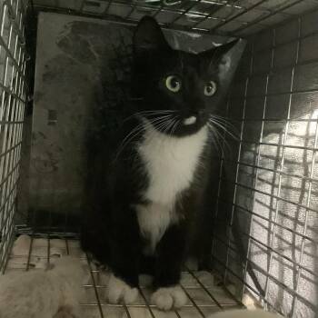 IVHS-Stray-138266 -  Domestic Short Hair Cat for Adoption in San Gabriel, California - IVHS-Stray-138266 | PetCurious