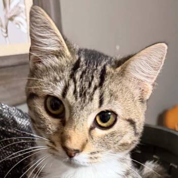 Paul -  American Shorthair Cat for Adoption in Mount Vernon, Arkansas - Paul | PetCurious