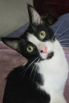 Rescue Domestic Short Hair Cats for Adoption in Salinas, California - Jayla | PetCurious