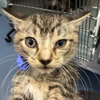 Domestic Short Hair Cats Available for Adoption in Greensboro, North Carolina - Lemon Belton (black) | PetCurious