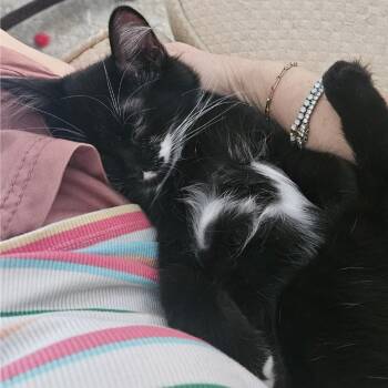 BonBon -  Domestic Long Hair Cat for Adoption in Los Angeles, California - BonBon | PetCurious