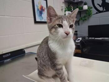 SPENCER -  Domestic Short Hair Cat for Adoption in Colorado Springs, Colorado - SPENCER | PetCurious