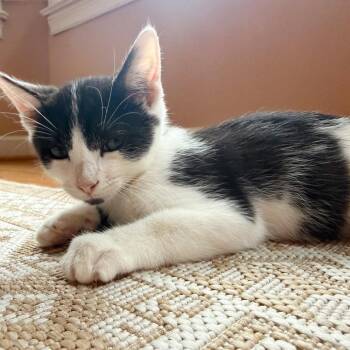 Expo Marker -  Domestic Short Hair Cat for Adoption in Chesapeake, Virginia - Expo Marker | PetCurious