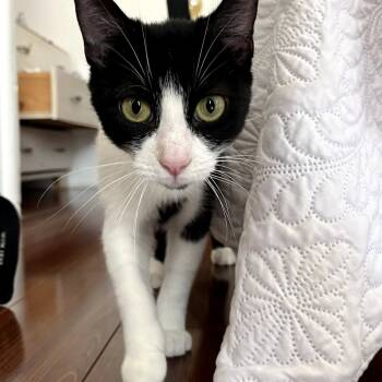 Rescue Domestic Short Hair Cats for Adoption in Los Angeles, California - Sailor | PetCurious