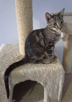 ROSE -  Domestic Short Hair Cat for Adoption in Orlando, Florida - ROSE | PetCurious