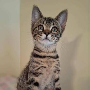 Rescue Domestic Short Hair Cats for Adoption in Watertown, Wisconsin - Captain Lucky | PetCurious