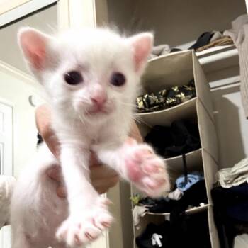 Domestic Short Hair Cats Available for Adoption in Long Beach, California - Charlie Bucket | PetCurious