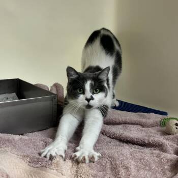 Domestic Short Hair Cats Available for Adoption in Harrisonburg, Virginia - Clover | PetCurious