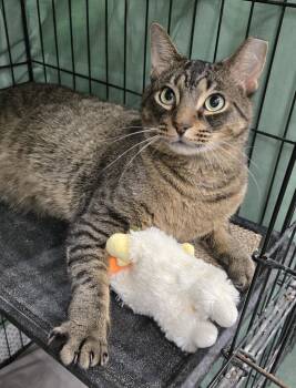 Domestic Short Hair Cats Available for Adoption in Mokena, Illinois - Oskar | PetCurious