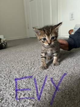 Evy -  Domestic Short Hair Cat for Adoption in The Woodlands, Texas - Evy | PetCurious