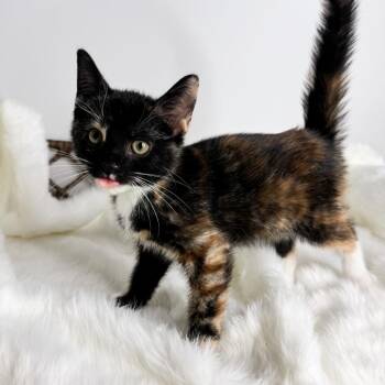 Cinnamon -  Domestic Short Hair Cat for Adoption in Fort Wayne, Indiana - Cinnamon | PetCurious