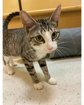 Benji -  Domestic Short Hair Cat for Adoption in Austin, Texas - Benji | PetCurious