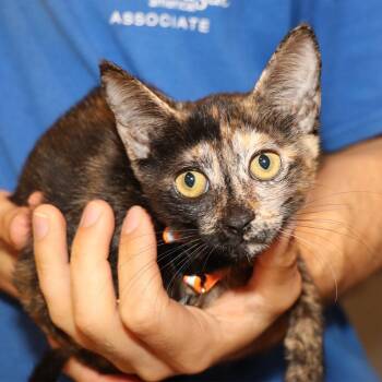 Pr0681 McKennie -  Domestic Short Hair Cat for Adoption in Port Washington, New York - Pr0681 McKennie | PetCurious