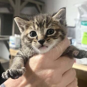 Minnow -  Domestic Short Hair Cat for Adoption in Sioux Falls, South Dakota - Minnow | PetCurious