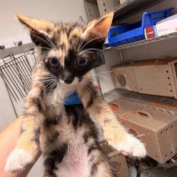 Sponge Babe (pink collar) -  Domestic Short Hair Cat for Adoption in Philadelphia, Pennsylvania - Sponge Babe (pink Collar) | PetCurious