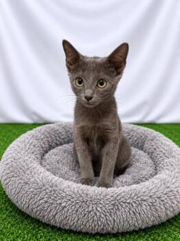 Sooty -  Domestic Short Hair Cat for Adoption in Covington, Louisiana - Sooty | PetCurious