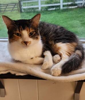 Willow -  Domestic Short Hair Cat for Adoption in Papillion, Nebraska - Willow | PetCurious