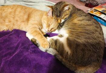 Rescue Domestic Short Hair Cats for Adoption in Prescott, Arizona - SULLY & MIKE Bonded Pair - Courtesy Listing | PetCurious