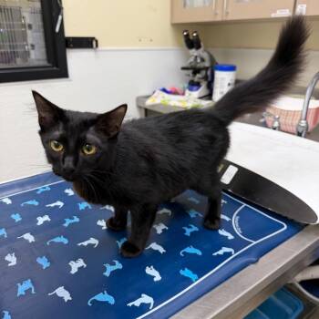 Jonah -  Domestic Medium Hair Cat for Adoption in Galveston, Texas - Jonah | PetCurious
