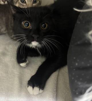 Auntie Annie -  Domestic Short Hair Cat for Adoption in Winnipeg, Manitoba - Auntie Annie | PetCurious