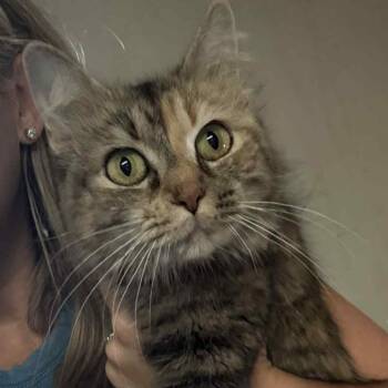 Rescue American Shorthair Cats for Adoption in Mount Vernon, Arkansas - Lea | PetCurious
