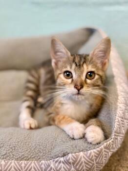 Domestic Short Hair Cats Available for Adoption in Cape Coral, Florida - Pawlina | PetCurious