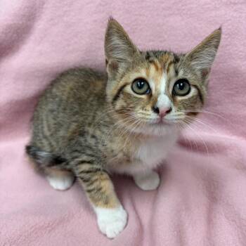 Oona -  Domestic Short Hair Cat for Adoption in West Point, Mississippi - Oona | PetCurious