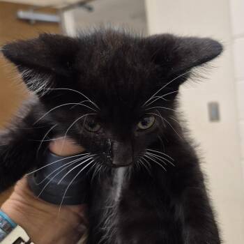 Bonsai -  Domestic Short Hair Cat for Adoption in Lake Panasoffkee, Florida - Bonsai | PetCurious